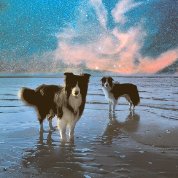 Two border collies standing on a beach with a stunning cosmic night sky above, featuring vibrant stars and nebula."