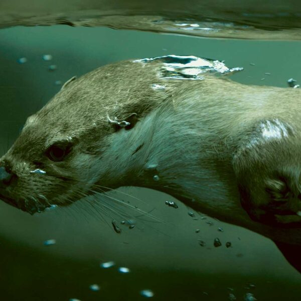 Underwater close-up of an otter swimming gracefully with bubbles in deep green water