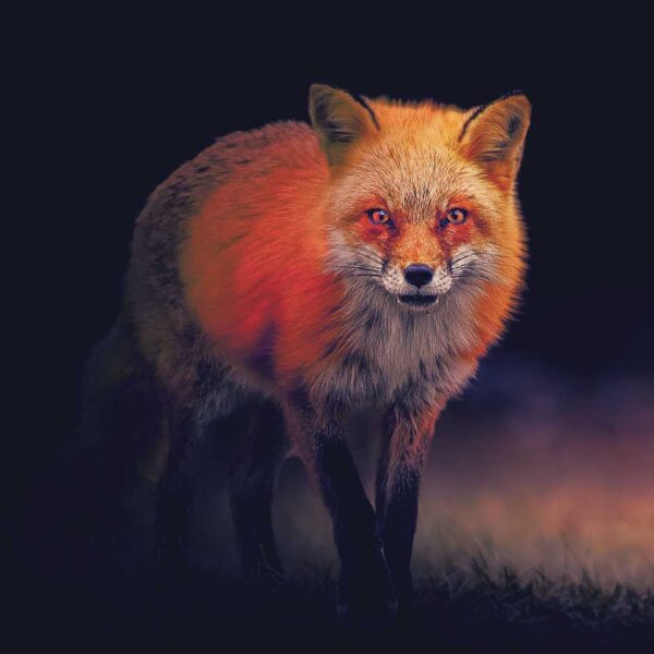 Red fox at twilight – illuminated wildlife LED lightbox design