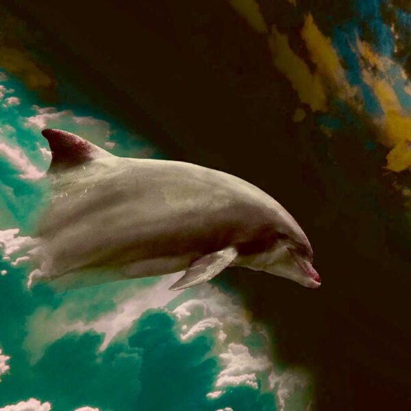 An artistic portrayal of a dolphin swimming through vibrant clouds, offering a surreal and dreamlike touch for your LED Box Frame collection.