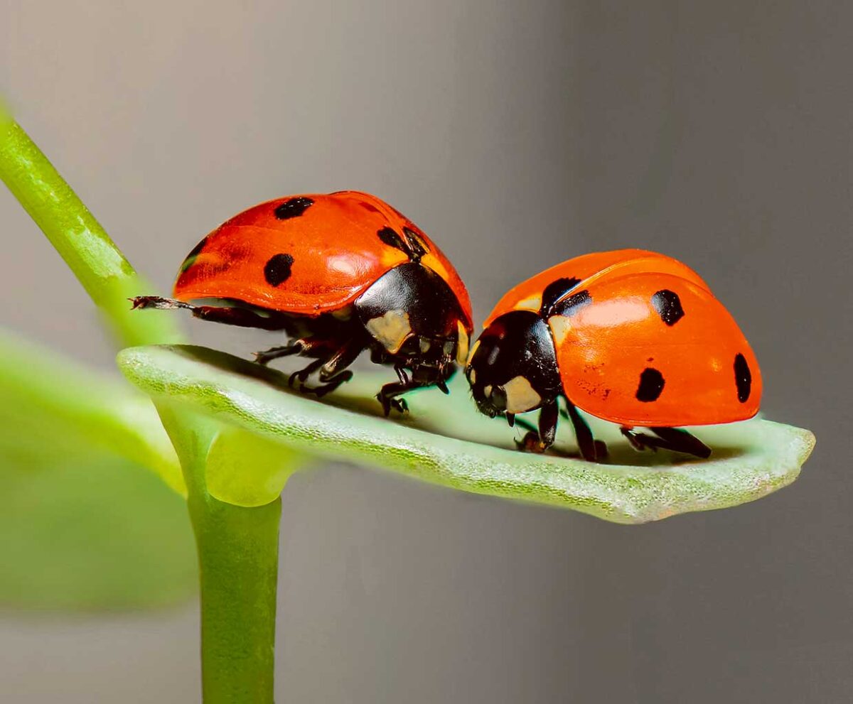 Two ladybirds with red shells and black spots, sitting on a green leaf.