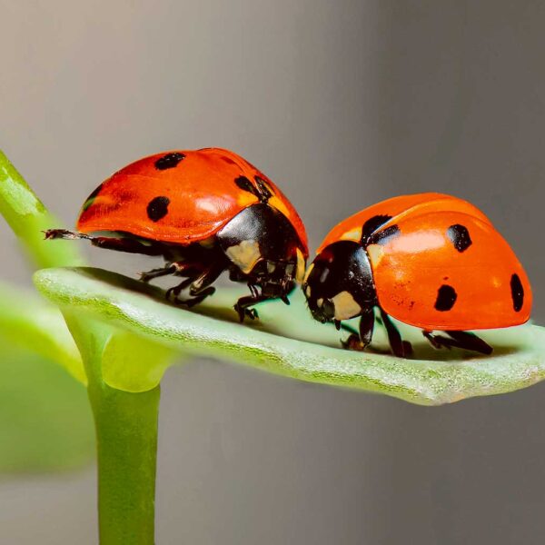 Two ladybirds with red shells and black spots, sitting on a green leaf.