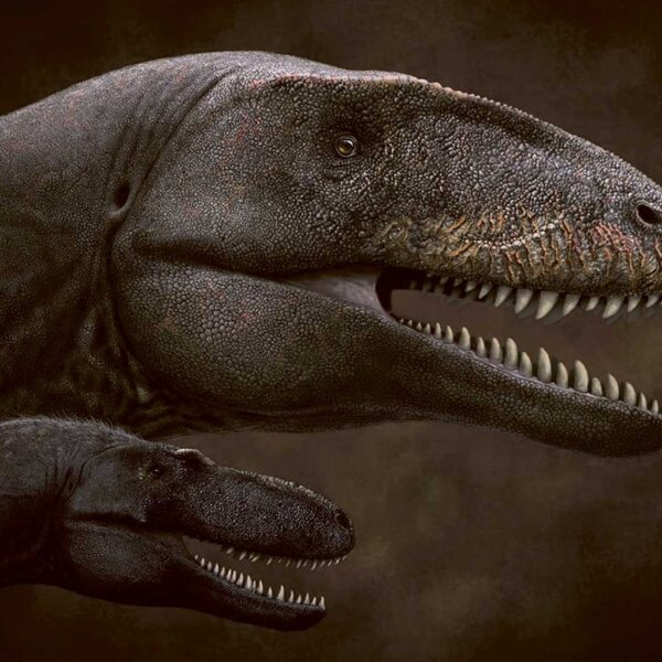 Realistic dinosaur duo with sharp teeth against a dark brown background, one mid-roar