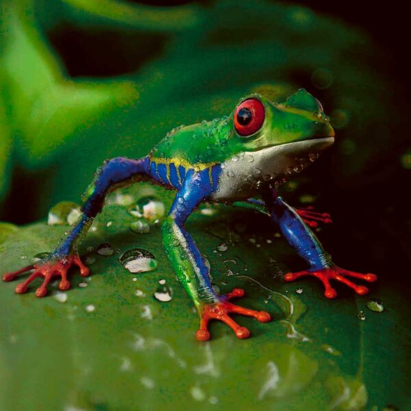 Tree Frog 407