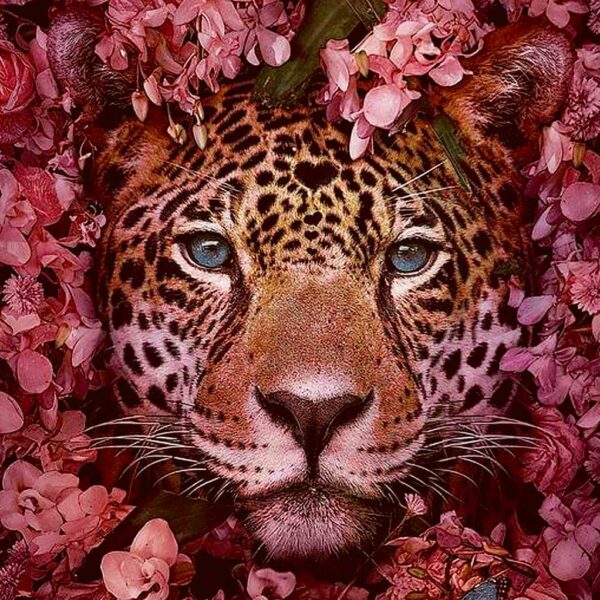 Leopard face surrounded by pink flowers with piercing blue eyes