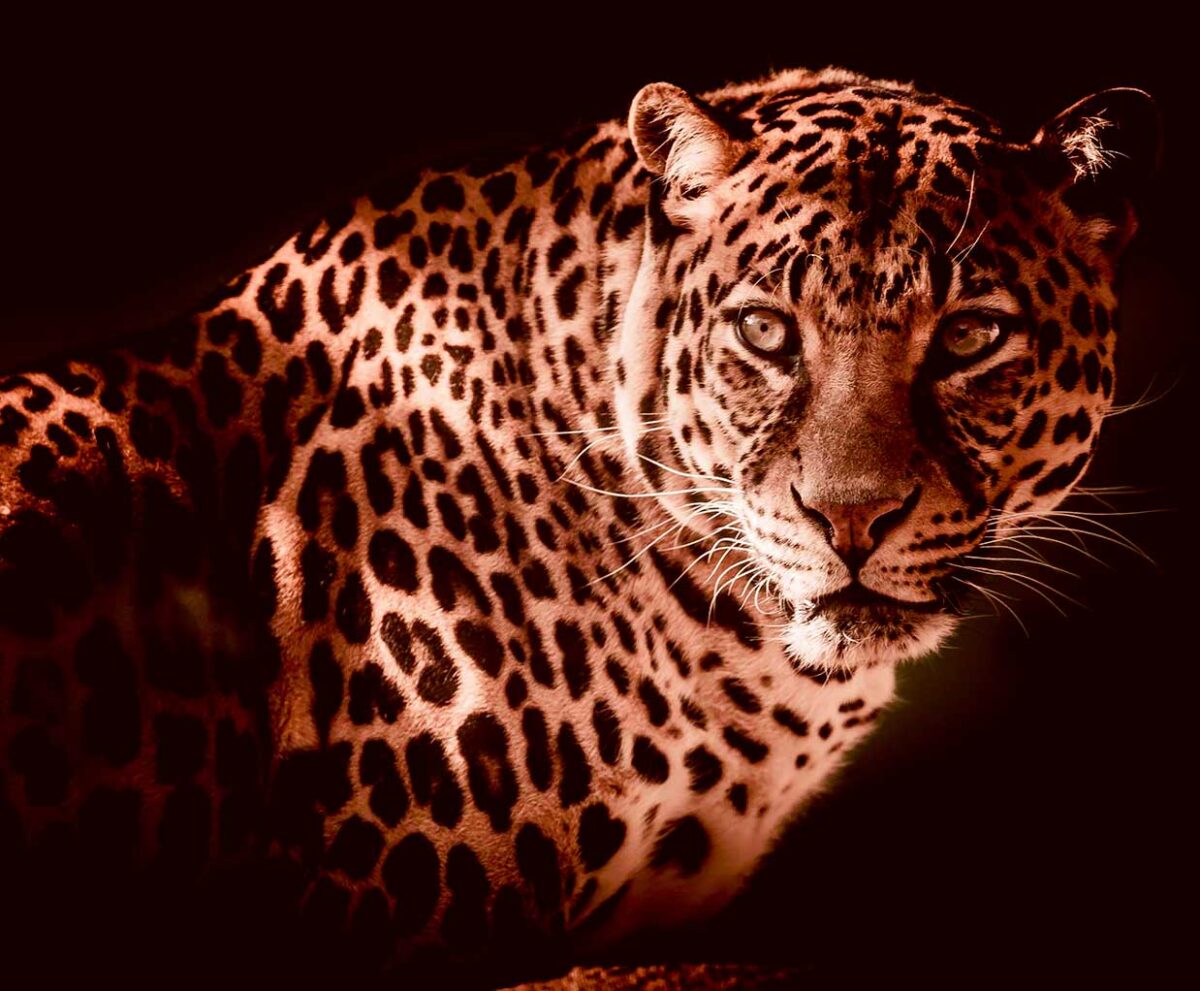 Leopard in warm sepia light with striking pattern and focused eyes