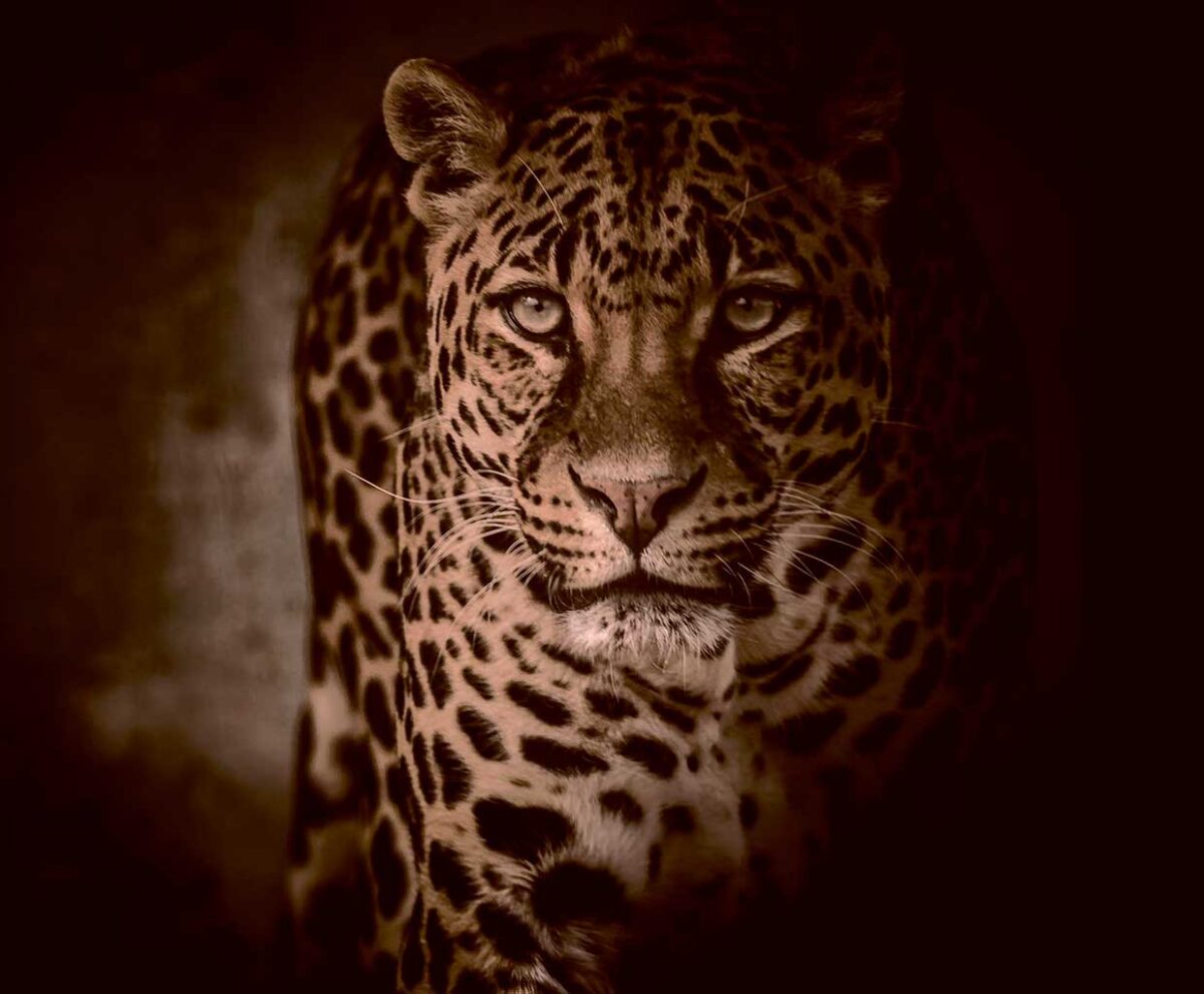 Leopard in sepia tone with intense gaze and dark background