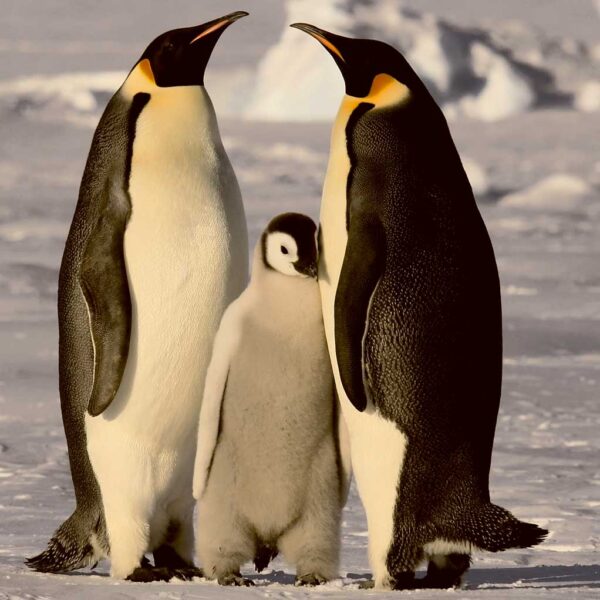 Emperor penguin family standing on snowy Antarctic landscape with baby chick