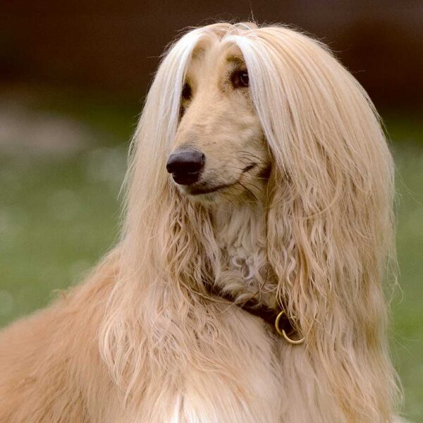 Elegant Afghan Dog with flowing coat, featured in a customizable LED Box Frame, perfect for showcasing nature and pet art in your home decor