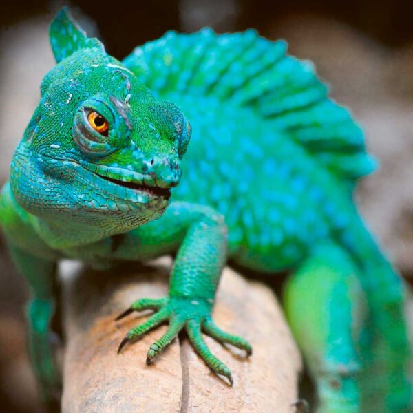 409 Chinese water Dragon