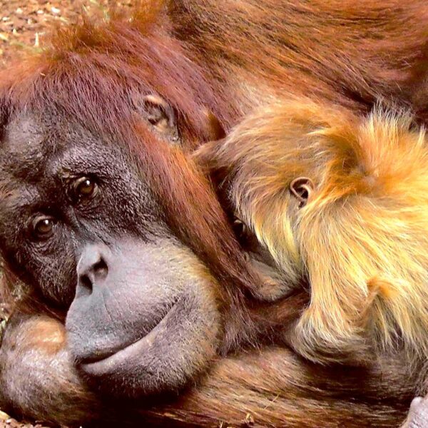 Orangutan Ape 415