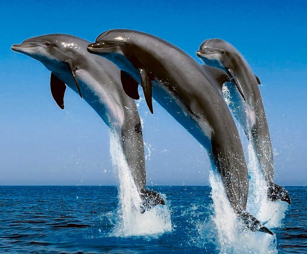Three dolphins leaping joyfully above the ocean surface under a bright blue sky