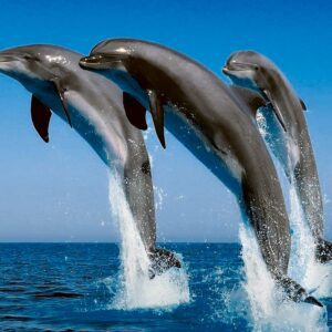 603 Dolphin