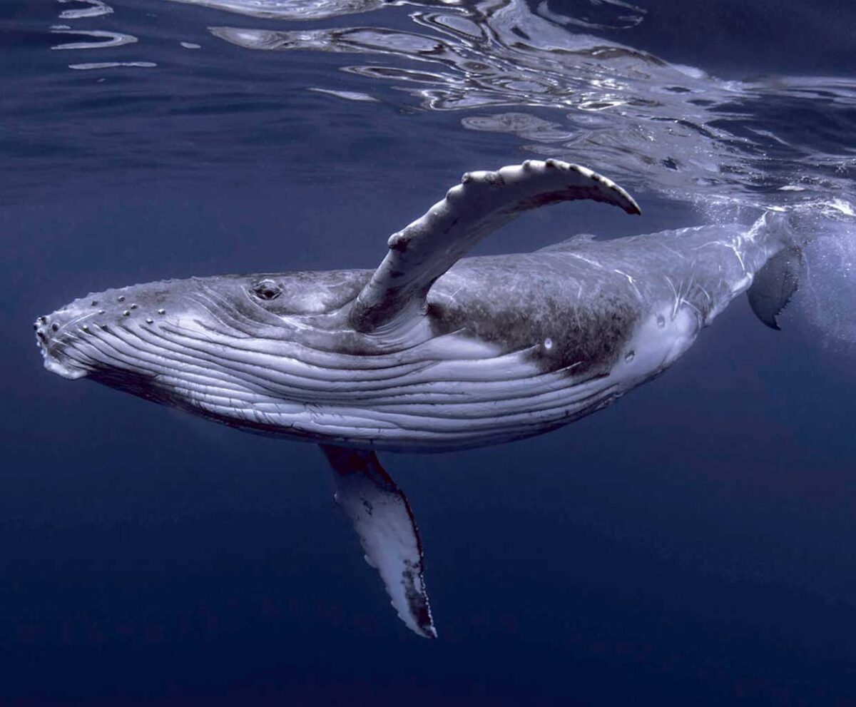 Graceful humpback whale swimming beneath the ocean surface in crystal-clear blue water