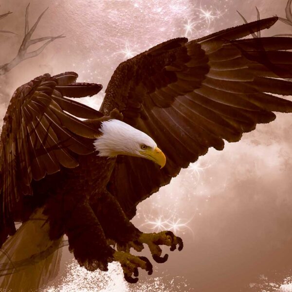 Bald Eagle 613