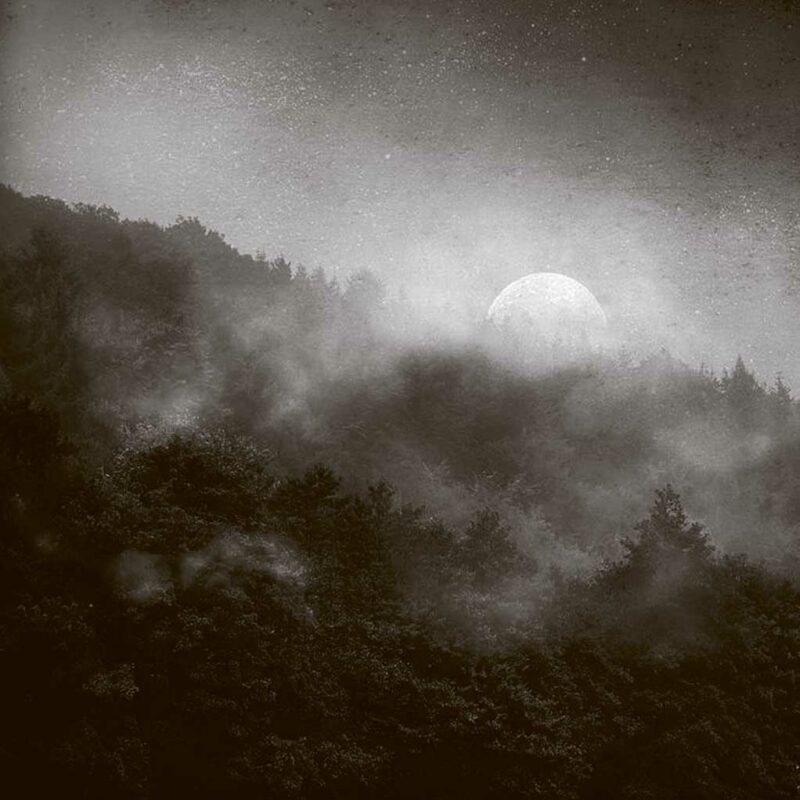 Forest Moon