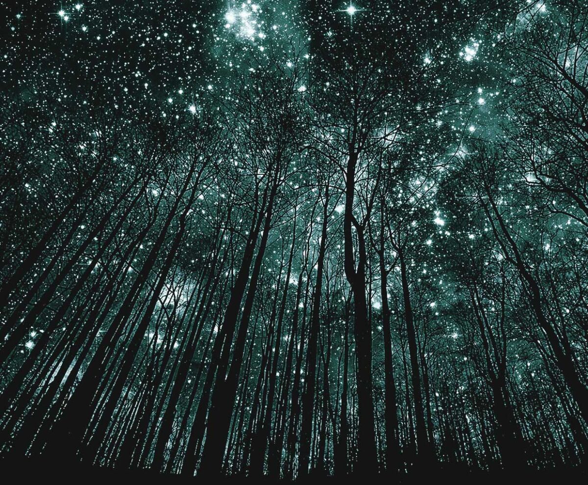 A forest of tall, bare trees reaching up toward a star-filled night sky glittering with constellations