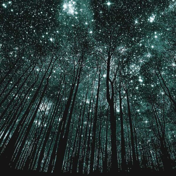 A forest of tall, bare trees reaching up toward a star-filled night sky glittering with constellations