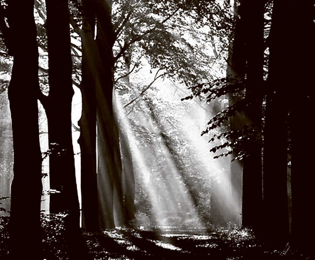 A black and white forest scene with dramatic beams of sunlight piercing through tall trees and mist