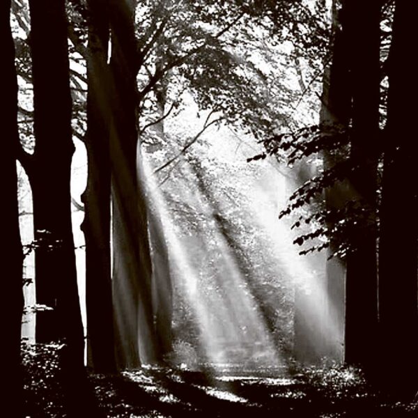 A black and white forest scene with dramatic beams of sunlight piercing through tall trees and mist