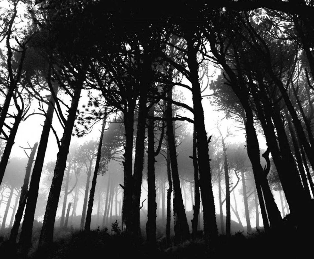 A fog-filled forest in high contrast black and white with tall, shadowy trees and misty light filtering through