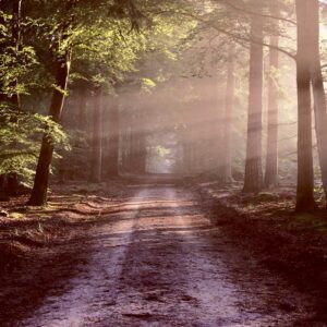 Forest Autumn road