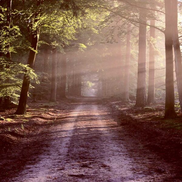 A quiet dirt road winding through a forest with morning sunlight streaming through the trees