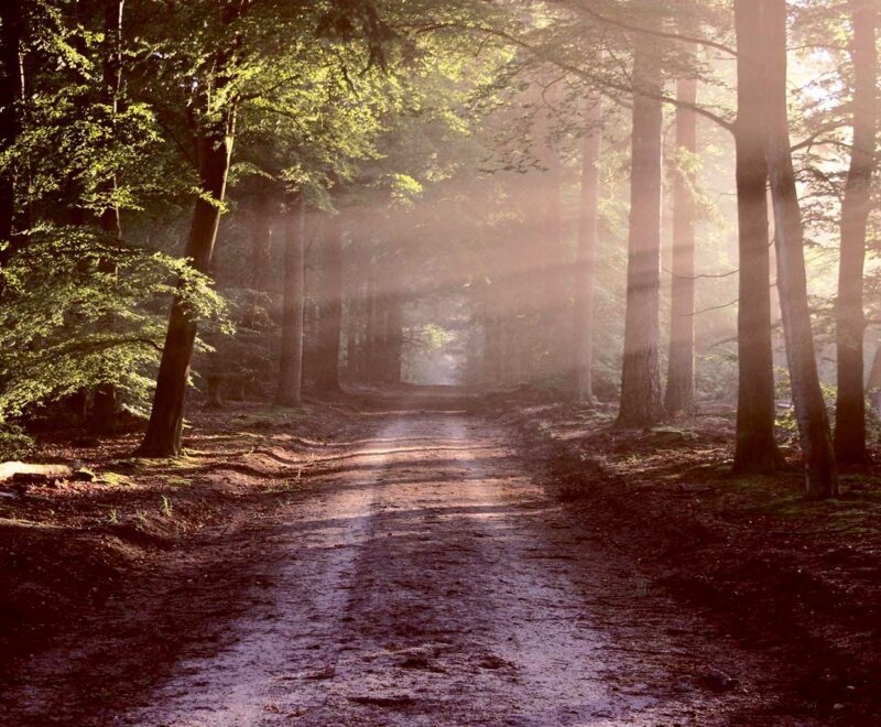 Forest Autumn road