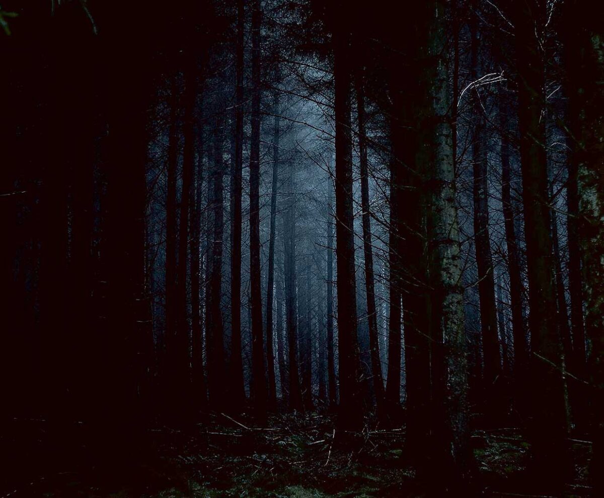 Dark forest landscape at night, enhanced with eco-lit display and customizable LED lighting in an energy-efficient LED Box Frame.