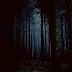 Dark forest