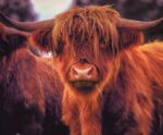 Longhorn highland cow