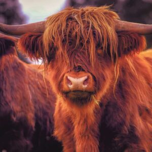 Longhorn highland cow