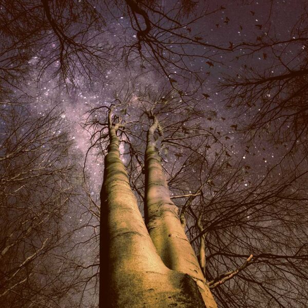 Looking up at tall trees in a forest with a star-filled night sky above
