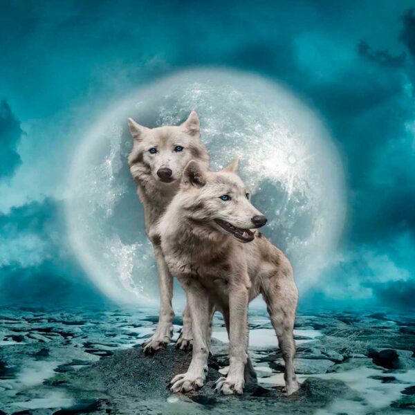 Two wolves standing under a glowing full moon, displayed in an energy-efficient LED Box Frame.