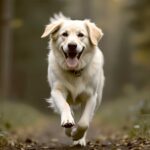 Labrador dog running in the forest, displayed in an energy-efficient LED box frame for home decor.