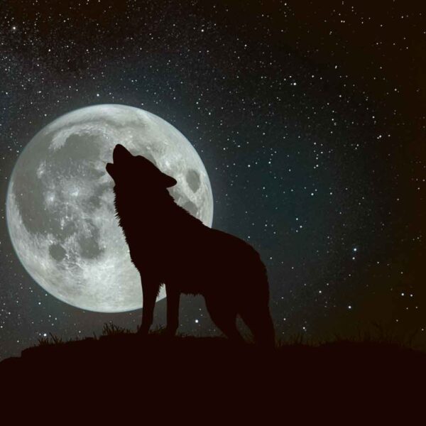 Wolf 25-01-Wolf Howling